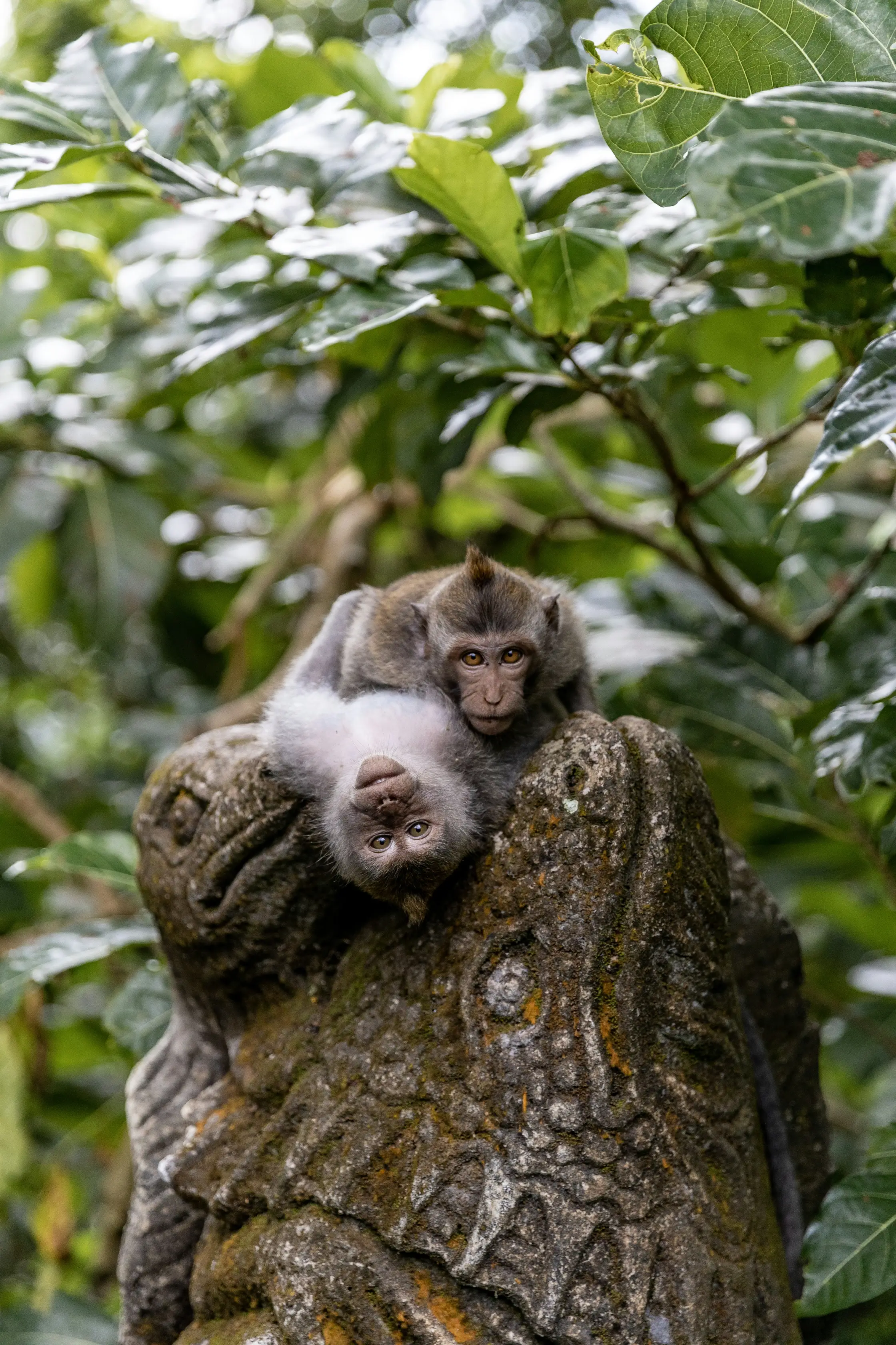 BaliTripTop's Blog Thumbnail Image - Beyond the Crowds: Hidden Gems of Bali