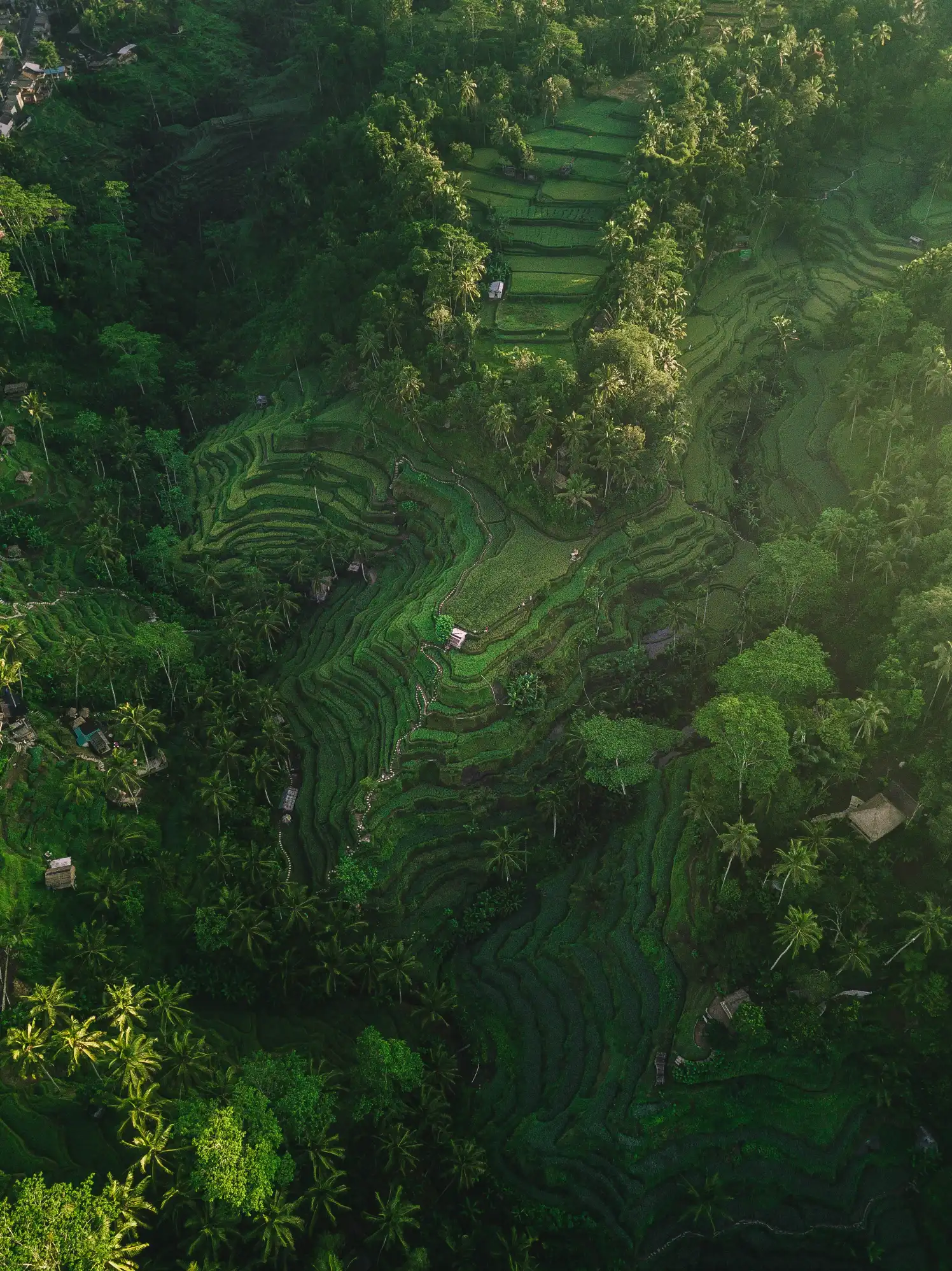 BaliTripTop's Background Image